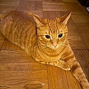 Romeo joined the competition — help win amazing prizes! cat, orange_tabby, pet, feline, wooden_floor, parquet, indoor, animal, whiskers, ears, paw, fur, cute, resting, alert, domestic_cat, mammal, laying, closeup, eye_contact