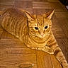 cat, orange_tabby, pet, feline, wooden_floor, parquet, indoor, animal, whiskers, ears, paw, fur, cute, resting, alert, domestic_cat, mammal, laying, closeup, eye_contact