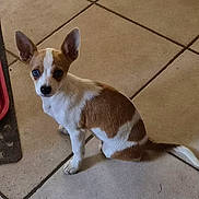 Abby a rejoint le concours — aidez-le/la à gagner de superbes lots ! dog, small_dog, brown_and_white, ears, pet, animal, floor, tile, indoor, looking_up, sitting, curious, cute, companion, domestic_animal, canine, fur, whiskers, tail, alert