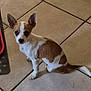 dog, small_dog, brown_and_white, ears, pet, animal, floor, tile, indoor, looking_up, sitting, curious, cute, companion, domestic_animal, canine, fur, whiskers, tail, alert