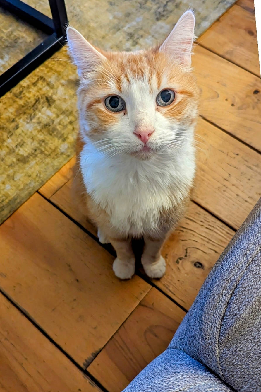 Happy a rejoint le concours — aidez-le/la à gagner de superbes lots ! blue, carnivore, cat, domestic_short_haired_cat, fawn, felidae, floor, flooring, fur, hardwood, paw, plank, small_to_medium_sized_cats, snout, tail, varnish, whiskers, window, wood, wood_stain