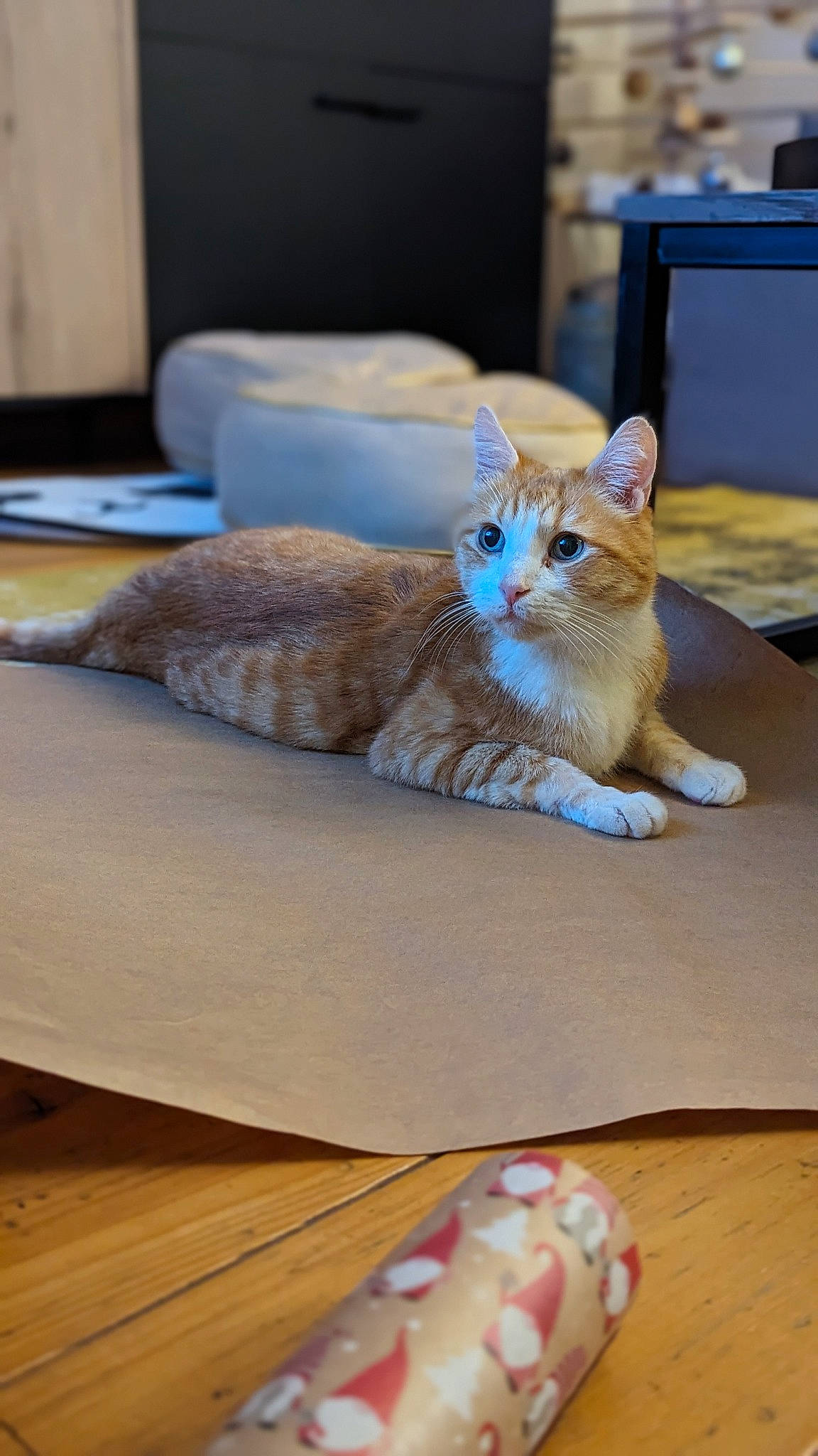 Happy participe au concours pour gagner de l'argent avec cette photo : carnivore, cat, comfort, domestic_short_haired_cat, fawn, felidae, flooring, foot, fur, hardwood, laminate_flooring, paw, pet_supply, sitting, small_to_medium_sized_cats, snout, tail, whiskers, wood, wood_flooring