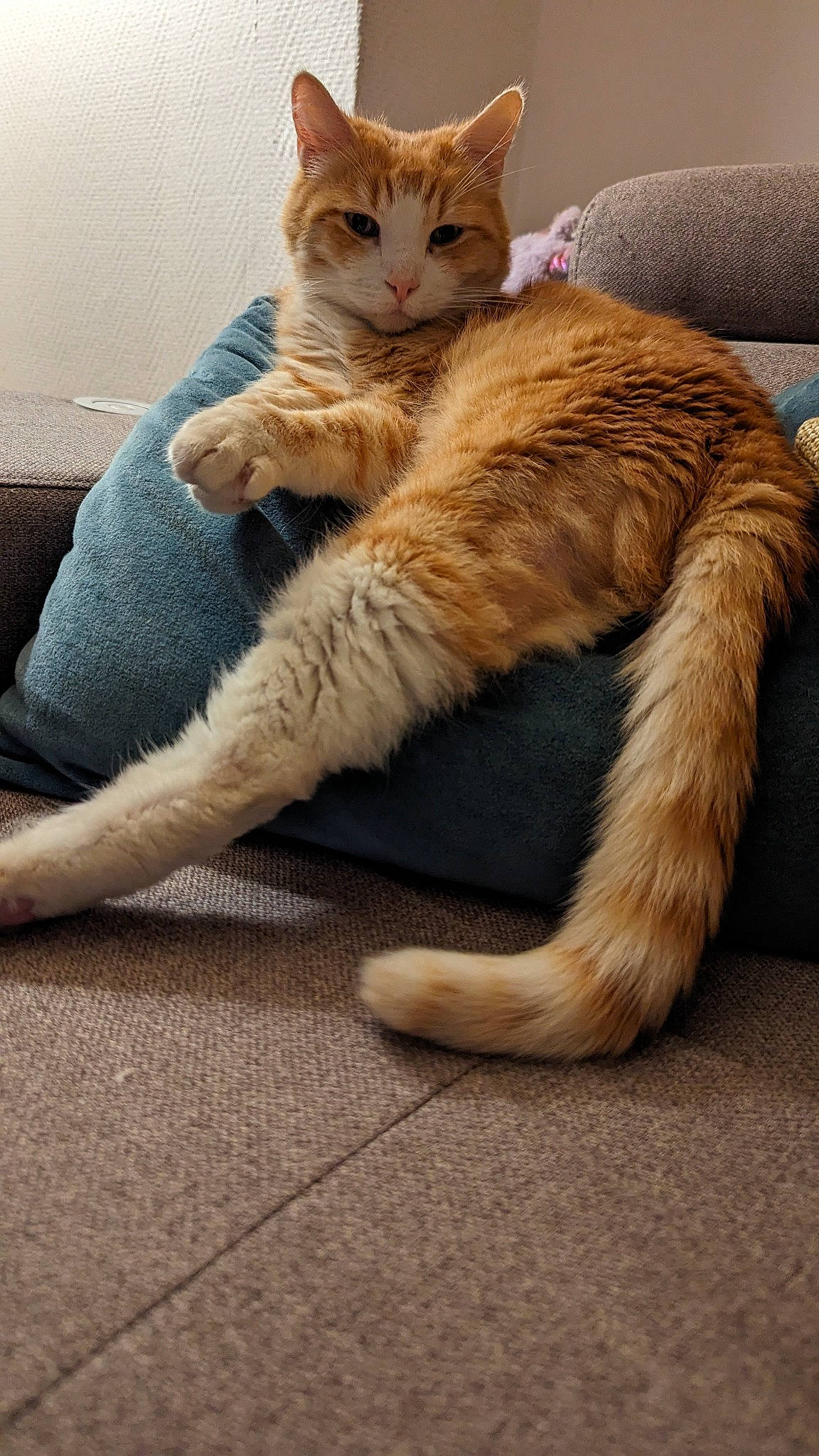 Happy participe au concours pour gagner de l'argent avec cette photo : carnivore, cat, claw, comfort, domestic_short_haired_cat, fawn, felidae, flooring, foot, fur, human_leg, nap, paw, sitting, small_to_medium_sized_cats, tail, tree, whiskers