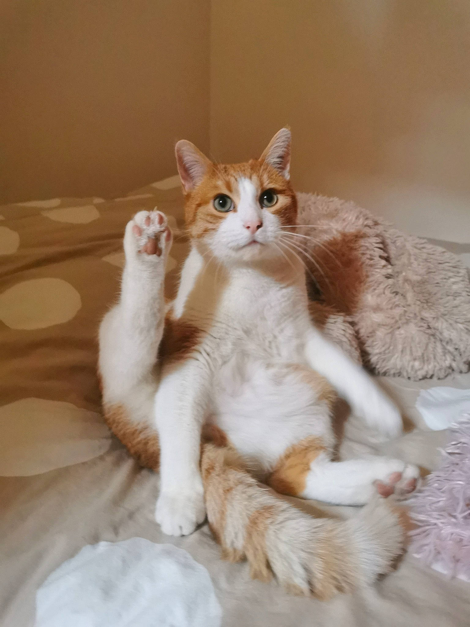 Rocky a rejoint le concours — aidez-le/la à gagner de superbes lots ! carnivore, cat, claw, comfort, domestic_short_haired_cat, fawn, felidae, foot, fur, gesture, paw, sitting, small_to_medium_sized_cats, tail, whiskers
