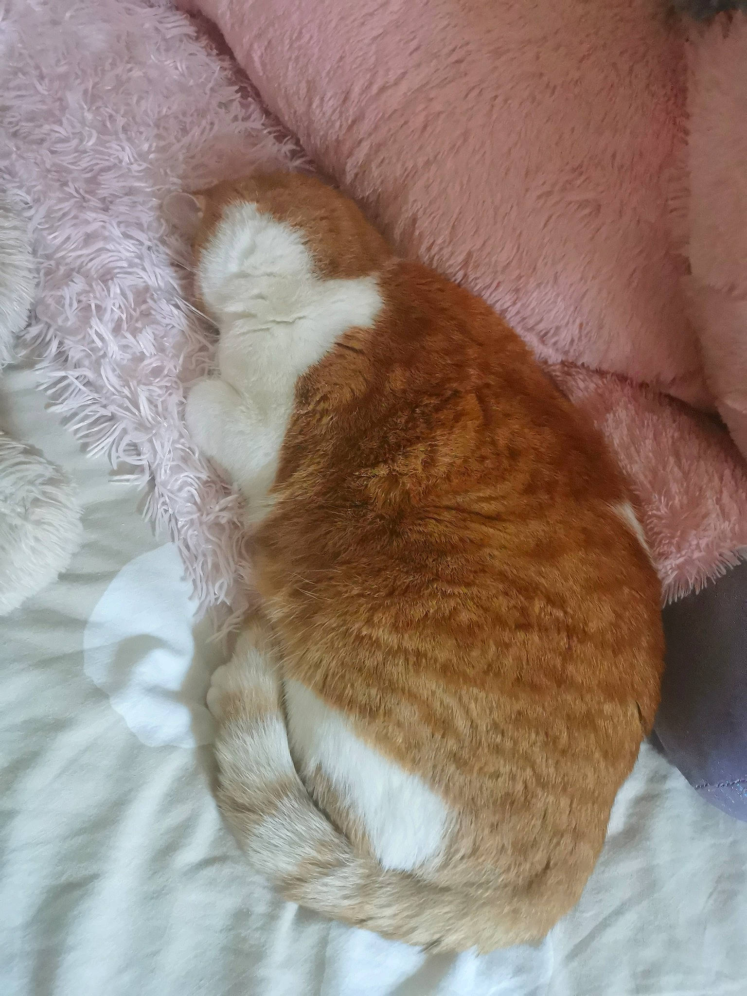 Rocky a rejoint le concours — aidez-le/la à gagner de superbes lots ! brown, carnivore, cat, claw, comfort, companion_dog, dog_breed, fawn, felidae, fur, hardwood, linens, nap, small_to_medium_sized_cats, sporting_group, tail, terrestrial_animal, whiskers, wood, wool