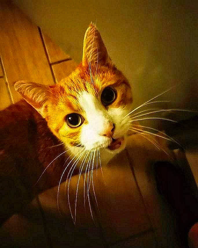 Rocky a rejoint le concours — aidez-le/la à gagner de superbes lots ! carnivore, cat, claw, darkness, domestic_short_haired_cat, felidae, fur, grass, iris, paw, small_to_medium_sized_cats, snout, tail, whiskers, window, windshield