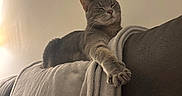 Solo is registered to the contest to win money with this photo: animal, blanket, cat, comfortable, couch, cozy, domestic_cat, feline, fur, furry, gray_tabby, home, indoor, paw, pet, relaxed, resting, soft_lighting, stretching, whiskers