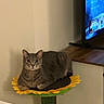Solo is registered to the contest to win money with this photo: animal, cat, cozy, cute, domestic_cat, feline, fur, gray_cat, household, indoor, looking_at_camera, pet, relaxed, resting, screen, sunflower_perch, television, wall, whiskers, wooden_surface