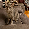 Solo joined the competition — help win amazing prizes! animal, cat, chair, couch, cozy, curious, curtain, domestic_animal, floor, furniture, gray_tabby, home_decor, indoor, lamp, living_room, pet, relaxed, seated, table, wood_floor