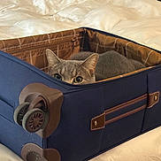 Solo joined the competition — help win amazing prizes! animal, bed, blue_suitcase, cat, comfortable, cozy, curious, ears, eyes, feline, gray_cat, indoor, luggage, peeking, pet, resting, soft, suitcase, travel, white_bedspread