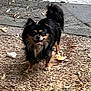 dog, small_dog, black_dog, tan_dog, outdoor, gravel, leaves, pavement, happy, tongue_out, pet, animal, standing, nature, daylight, fur, tail, ears, cute, companion