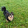 Joy a rejoint le concours — aidez-le/la à gagner de superbes lots ! animal, canine, cute, daylight, dog, ears, field, fur, grass, greenery, happy, looking_up, nature, outdoor, pet, playful, small_dog, summer, tail, tongue_out