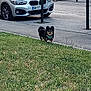 Joy participe au concours pour gagner de l'argent avec cette photo : alert, black_dog, bmw, bollard, car, daylight, dog, grass, harness, nature, outdoor, parking, pet, road, sidewalk, silver_car, small_dog, standing, tan_dog, urban