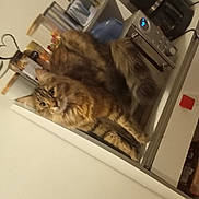 Surprise a rejoint le concours — aidez-le/la à gagner de superbes lots ! cat, tabby_cat, kitchen, countertop, coffee_maker, spice_jars, appliance, feline, pet, indoor, curious, fur, domestic_animal, household, mammal, whiskers, ears, eyes, tail, relaxing