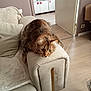 Surprise participe au concours pour gagner de l'argent avec cette photo : cat, tabby_cat, couch, armrest, living_room, floor, door, furniture, home_interior, pet, fur, whiskers, relaxed, domestic_animal, wood_floor, open_door, indoor, curious, soft_texture, cozy