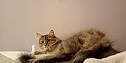 Surprise a rejoint le concours — aidez-le/la à gagner de superbes lots ! cat, tabby, fluffy, pet, animal, feline, relaxed, indoor, soft, couch, tail, fur, whiskers, ears, looking, resting, cozy, home, mammal, cute