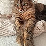 Surprise participe au concours pour gagner de l'argent avec cette photo : cat, tabby, fluffy, pet, animal, paws, knitted_blanket, cozy, relaxed, fur, green_eyes, indoor, close_up, resting, stretching, whiskers, soft_texture, cute, mammal, companion