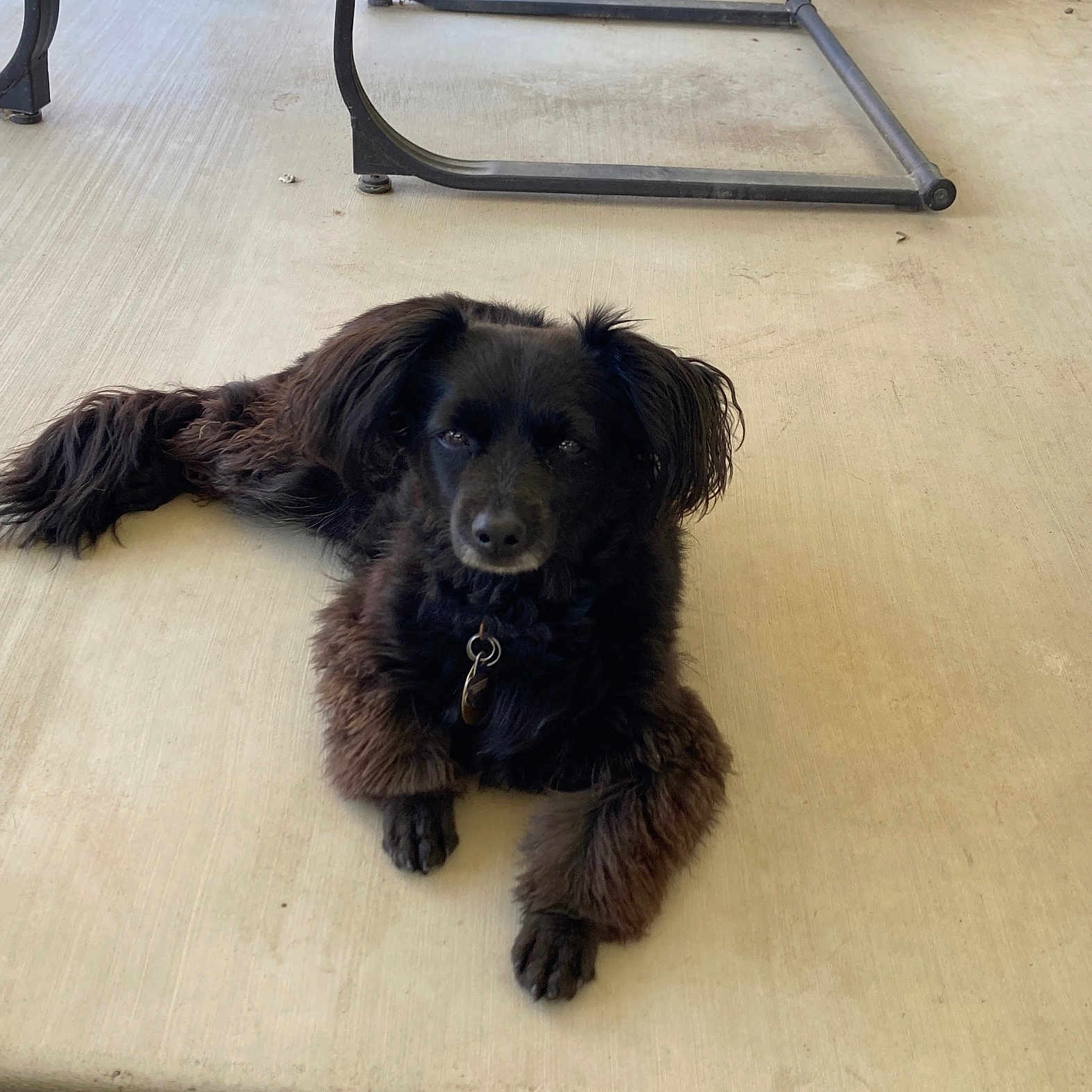 Lola is registered to the contest to win money with this photo: accessories, affenpinscher, animal, canine, cockerspaniel, dog, furniture, hardwood, hound, labradorretriever, papillon, pet, plywood, poodle, puppy, slate, strap, table, terrier, wood
