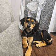 Oslo a rejoint le concours — aidez-le/la à gagner de superbes lots ! puppy, dog, pet, indoor, couch, brown, black, tan, fur, cute, resting, looking, ears, floor, fan, curtain, television, home, cozy, relaxed