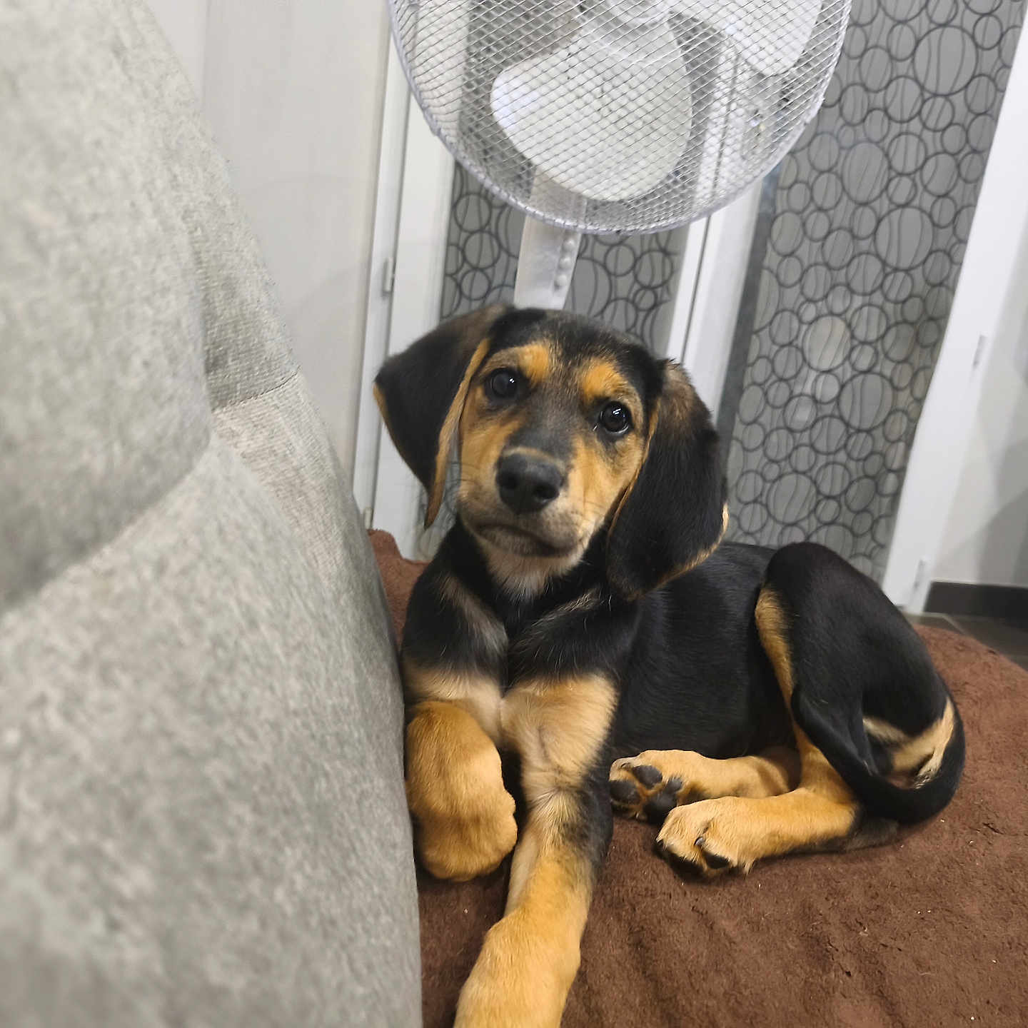 Oslo a rejoint le concours — aidez-le/la à gagner de superbes lots ! black, brown, couch, cozy, curtain, cute, dog, ears, fan, floor, fur, home, indoor, looking, pet, puppy, relaxed, resting, tan, television