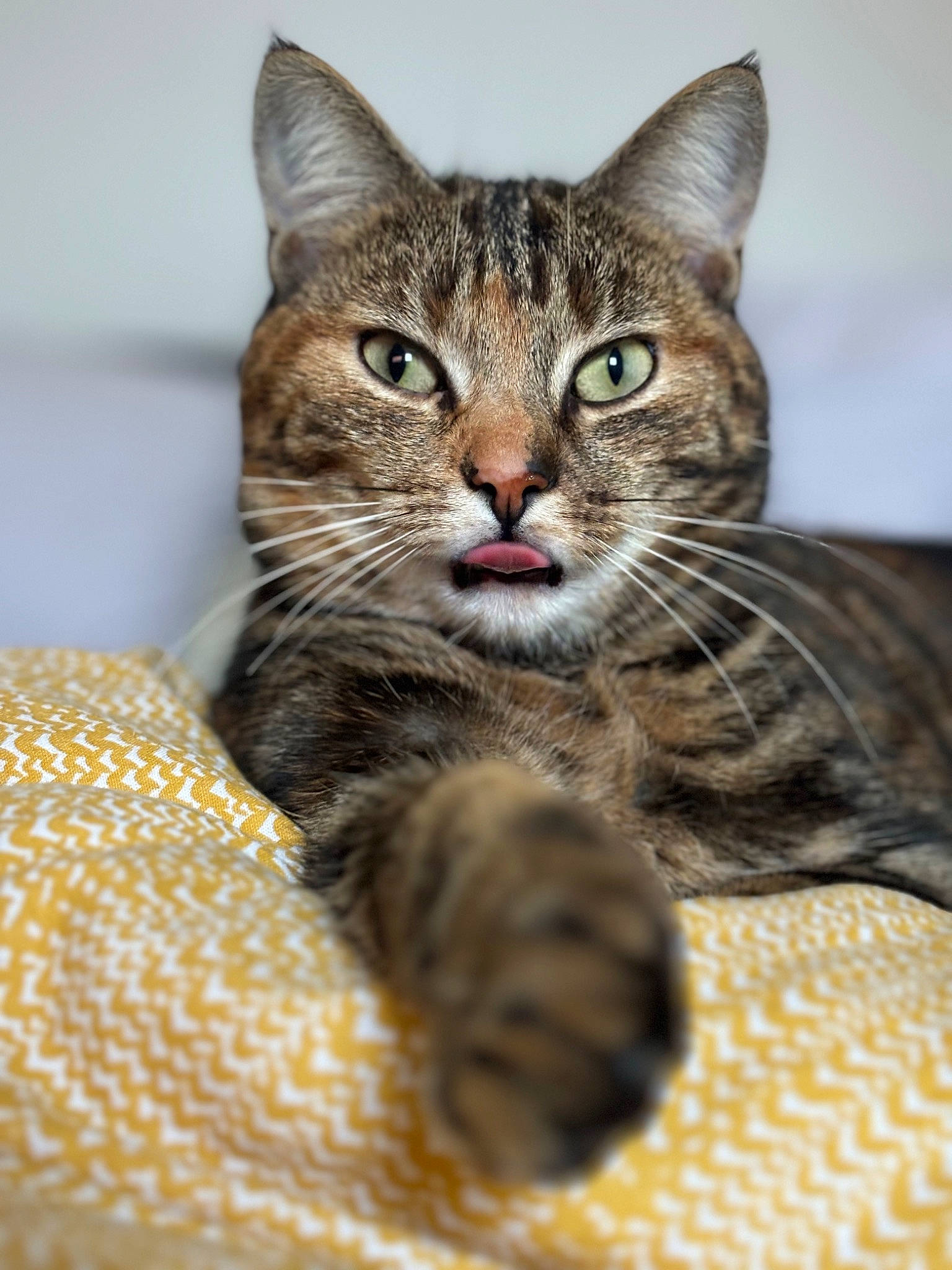 Titi a rejoint le concours — aidez-le/la à gagner de superbes lots ! carnivore, cat, claw, domestic_short_haired_cat, felidae, fur, small_to_medium_sized_cats, snout, terrestrial_animal, whiskers, wildlife