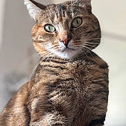 Titi a rejoint le concours — aidez-le/la à gagner de superbes lots ! animal, background_blur, cat, close_up, curious, cute, detailed, domestic_cat, ears, feline, fur, green_eyes, indoor, mammal, nose, pet, portrait, soft_light, tabby, whiskers