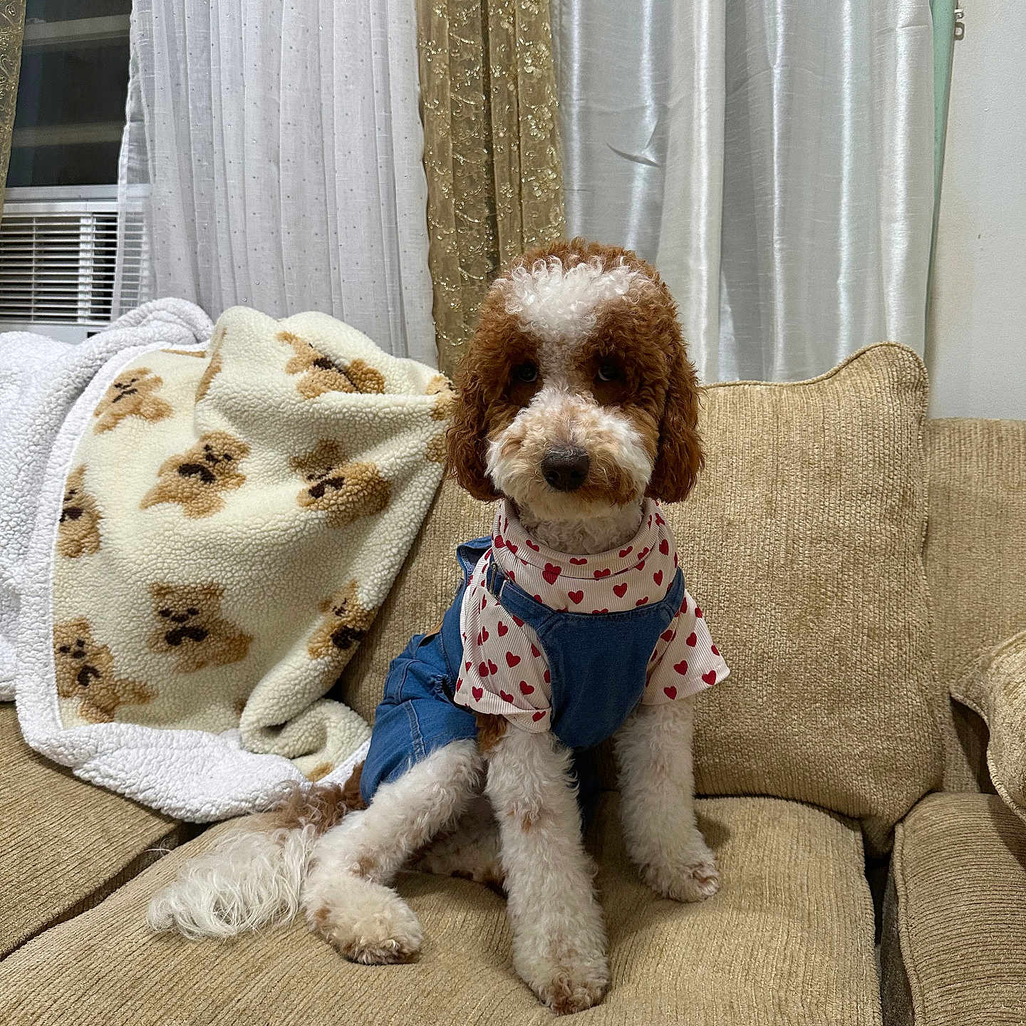 Ace joined the competition — help win amazing prizes! animal, architecture, blanket, building, canine, couch, cushion, dog, face, furniture, head, homedecor, indoors, livingroom, person, pet, poodle, puppy, room, sitting