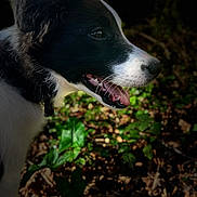 Asko participe au concours pour gagner de l'argent avec cette photo : dog, black_and_white, animal, pet, outdoor, nature, leaf, earth, closeup, profile, mouth_open, teeth, tongue, fur, canine, happy, daylight, portrait, forest_floor, young_dog