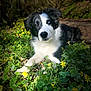 Asko participe au concours pour gagner de l'argent avec cette photo : dog, border_collie, outdoor, nature, greenery, yellow_flowers, sunlight, forest, animal, pet, lying_down, black_and_white, fur, one_blue_eye, relaxed, daylight, plants, closeup, portrait, grass