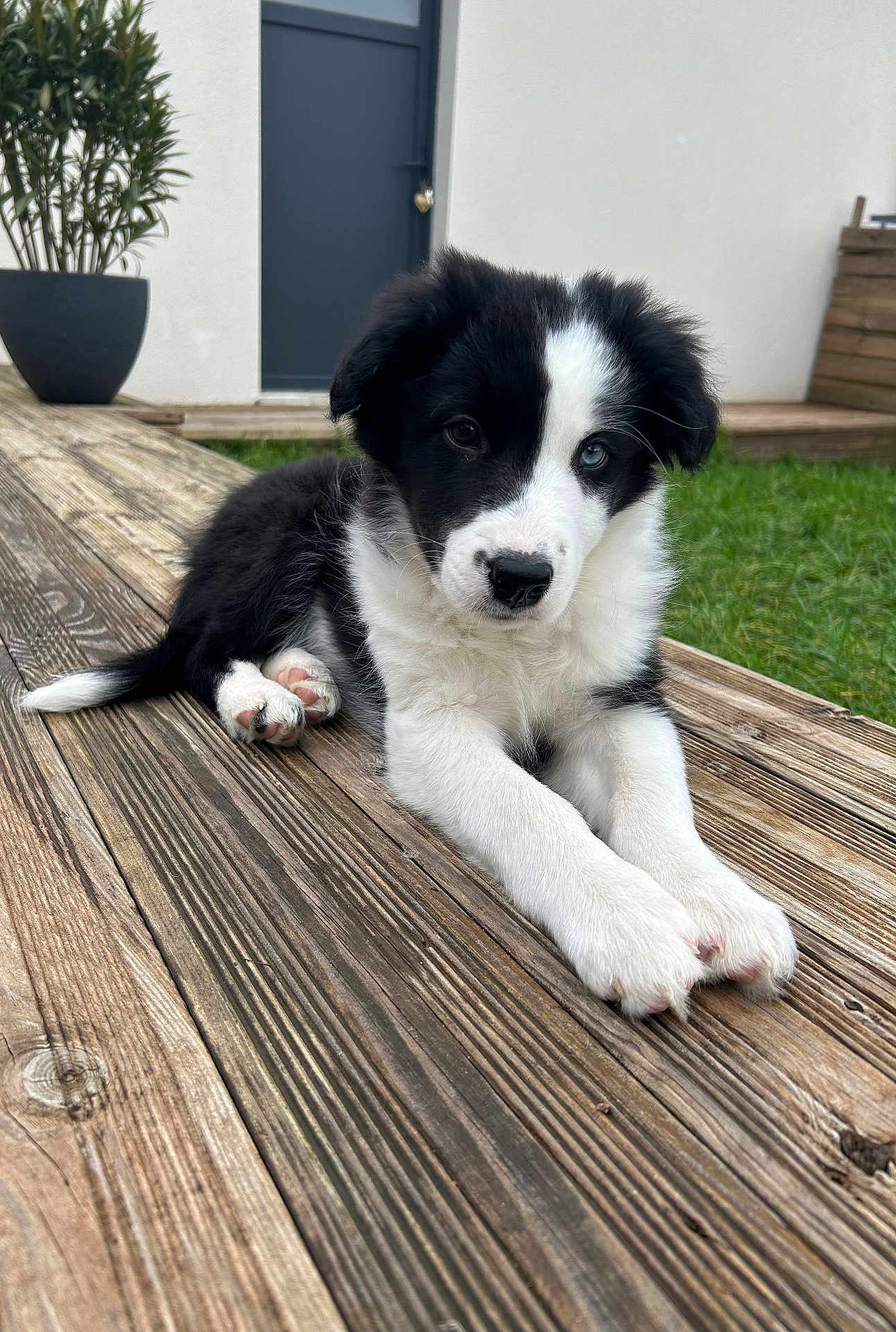 Asko a rejoint le concours — aidez-le/la à gagner de superbes lots ! puppy, dog, black_and_white, heterochromia, wooden_deck, outdoor, grass, plant, door, pet, animal, young_dog, cute, fur, relaxed, lying_down, backyard, nature, domestic_animal, small_dog