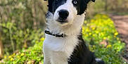 Asko a rejoint le concours — aidez-le/la à gagner de superbes lots ! dog, puppy, border_collie, black_and_white, blue_eye, flower, yellow_flower, grass, outdoor, nature, forest, sunlight, pet, animal, collar, sitting, cute, adorable, young, canine