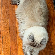 Capkin is registered to the contest to win money with this photo: cat, fluffy, stretching, wooden_floor, pet, indoor, animal, feline, cozy, relaxed, fur, paws, whiskers, home, cute, sleepy, tabby, soft_light, mammal, domestic