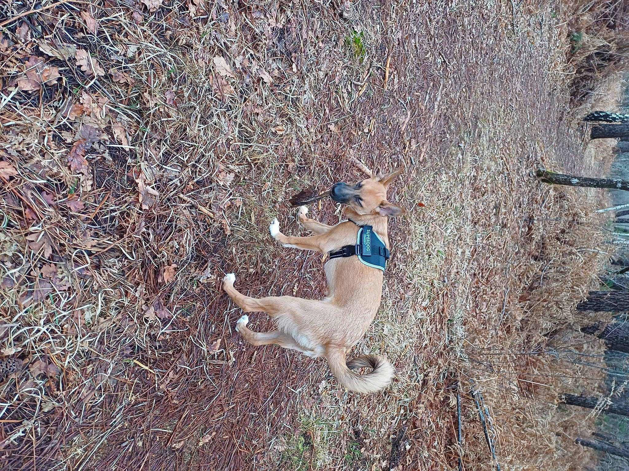 Laïka a rejoint le concours — aidez-le/la à gagner de superbes lots ! canidae, carnivore, dog, fawn, fun, grass, landscape, people_in_nature, plant, recreation, shadow, soil, sporting_group, tail, tree, wood