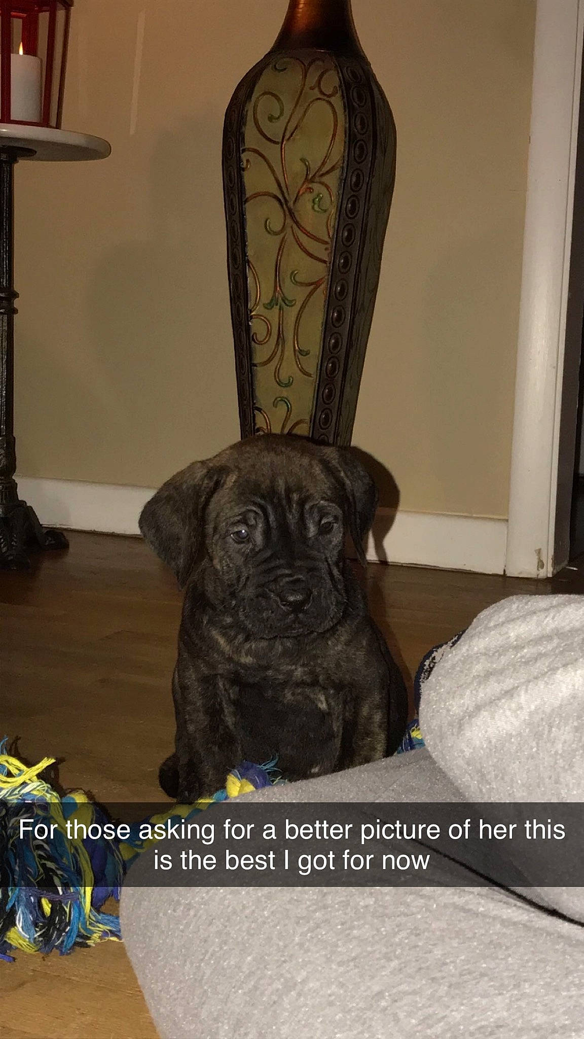 Athena joined the competition — help win amazing prizes! canidae, carnivore, chair, companion_dog, dog, dog_breed, fawn, flooring, fur, guard_dog, house, pug, snout, sporting_group, terrestrial_animal, toy_dog, whiskers, wood, working_animal, wrinkle