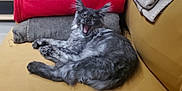 Adonis participe au concours pour gagner de l'argent avec cette photo : cat, gray_cat, fluffy, feline, pet, indoor, couch, blanket, cozy, fur, whiskers, relaxed, mouth_open, expression, home, animal, cute, resting, furniture, domestic