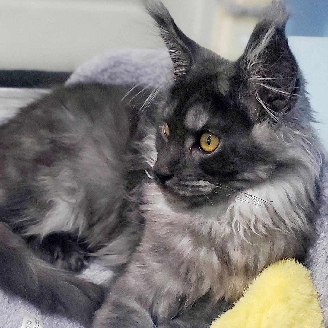 Adonis a rejoint le concours — aidez-le/la à gagner de superbes lots ! animal, bed, black_fur, cat, cozy, curious, domestic_cat, ears, feline, fluffy, grey_fur, indoor, lounging, pet, portrait, relaxation, soft_texture, tail, whiskers, yellow_eyes