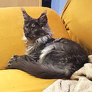 Adonis a rejoint le concours — aidez-le/la à gagner de superbes lots ! cat, kitten, feline, gray_cat, fluffy, couch, yellow_couch, indoor, pet, animal, resting, alert, cozy, blanket, fur, whiskers, ears, tail, side_view, domestic_animal