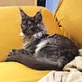 cat, kitten, feline, gray_cat, fluffy, couch, yellow_couch, indoor, pet, animal, resting, alert, cozy, blanket, fur, whiskers, ears, tail, side_view, domestic_animal