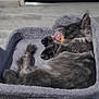 cat, sleeping, gray_cat, pet_bed, toy, indoor, cozy, furry, relaxed, animal, fur, paw, ear, resting, home, floor, door, quiet, cute, domestic