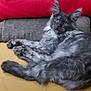 cat, gray_cat, fluffy, feline, pet, indoor, couch, blanket, red_blanket, gray_blanket, fur, resting, relaxed, domestic_animal, animal, whiskers, ears, tail, paw, living_room