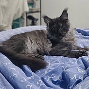 Adonis a rejoint le concours — aidez-le/la à gagner de superbes lots ! animal, bed, blanket, cat, cozy, cute, domestic, ears, feline, fluffy, fur, gray, indoor, laying, paw, pet, relaxed, resting, soft, whiskers