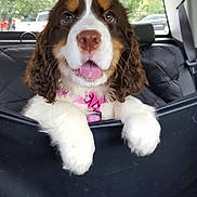 Oliver is registered to the contest to win money with this photo: puppy, dog, car, backseat, pink_collar, cute, pet, animal, fur, white_paws, window, seatbelt, black_seat_cover, tongue_out, ears, nose, eyes, inside_vehicle, happy, travel