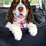 puppy, dog, car, backseat, pink_collar, cute, pet, animal, fur, white_paws, window, seatbelt, black_seat_cover, tongue_out, ears, nose, eyes, inside_vehicle, happy, travel