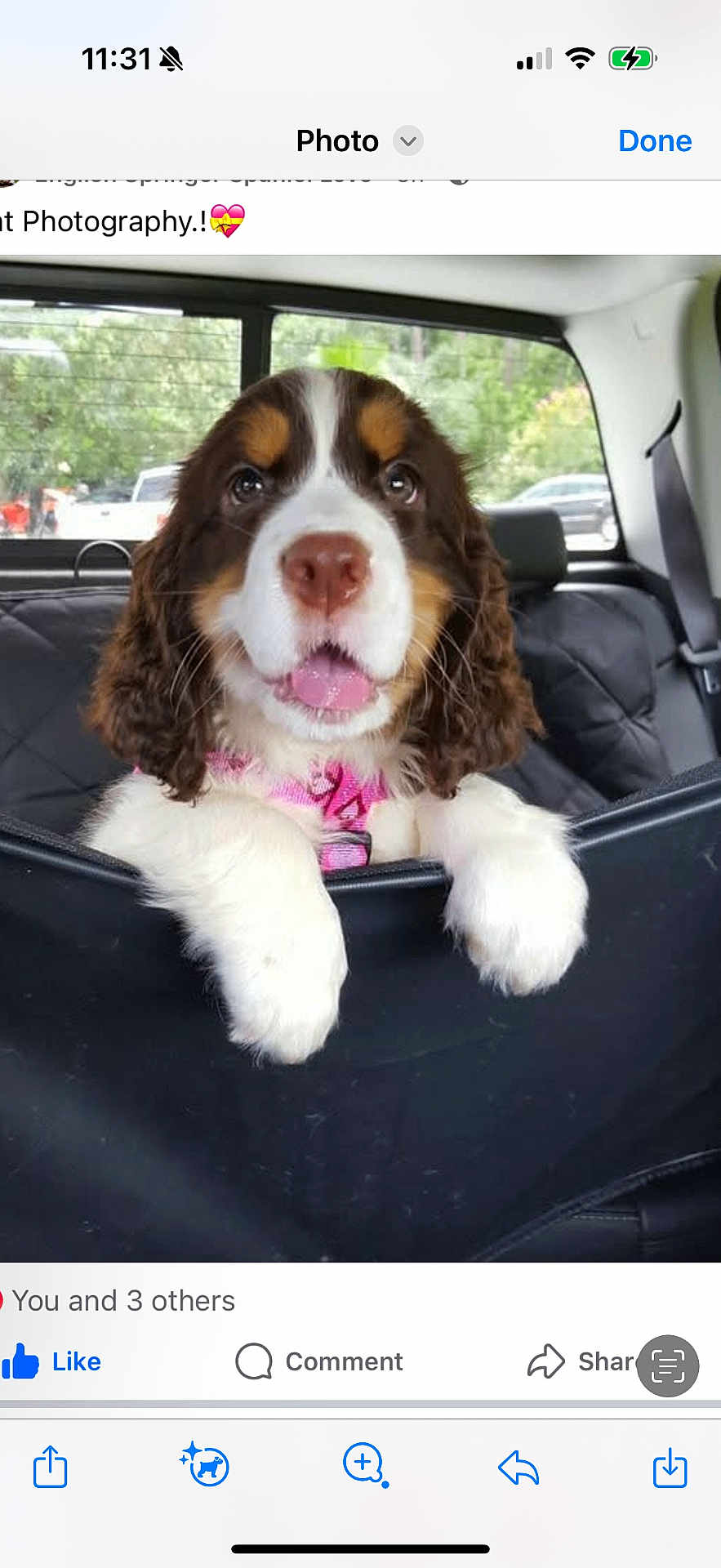 Oliver is registered to the contest to win money with this photo: puppy, dog, car, backseat, pink_collar, cute, pet, animal, fur, white_paws, window, seatbelt, black_seat_cover, tongue_out, ears, nose, eyes, inside_vehicle, happy, travel