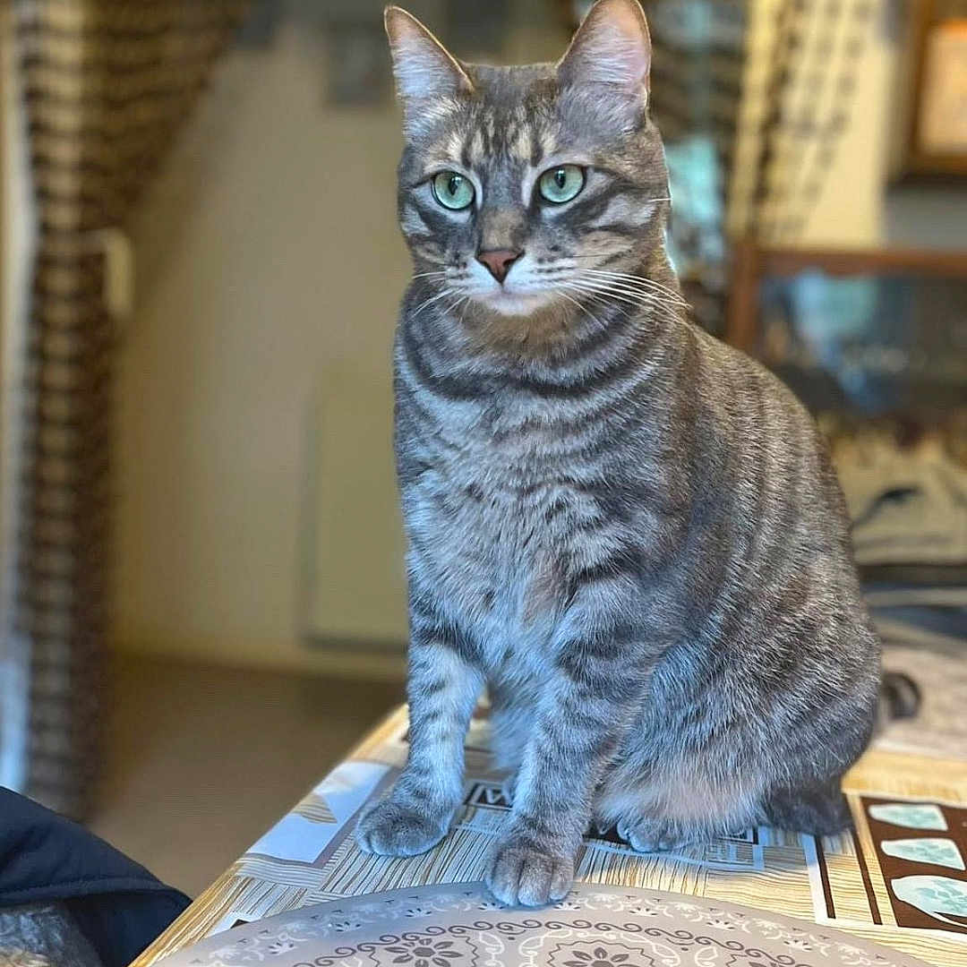 Lolita participe au concours pour gagner de l'argent avec cette photo : abyssinian, animal, architecture, building, cat, diningroom, diningtable, egyptiancat, face, furniture, head, homedecor, indoors, kitten, manx, person, pet, photography, room, table
