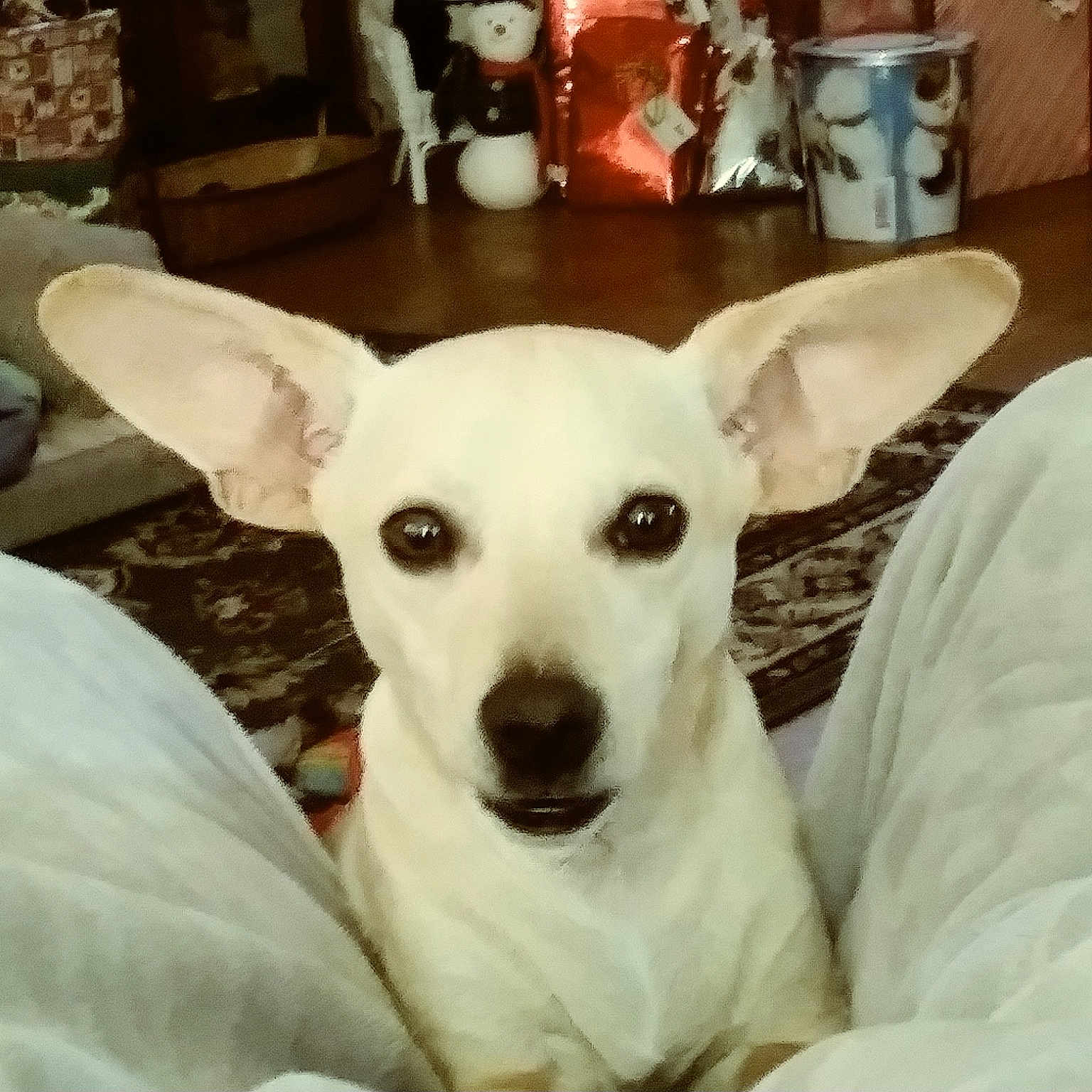 Turbo joined the competition — help win amazing prizes! canidae, carnivore, comfort, companion_dog, dog, dog_breed, ear, fawn, fur, furniture, jaw, pet_supply, room, snout, sporting_group, tail, terrestrial_animal, whiskers, wood, working_animal