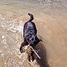 active, animal, black_dog, canine, daylight, dog, fun, lake, nature, outdoor, pet, playing, river, shore, splashing, stick, summer, water, water_splash, wet