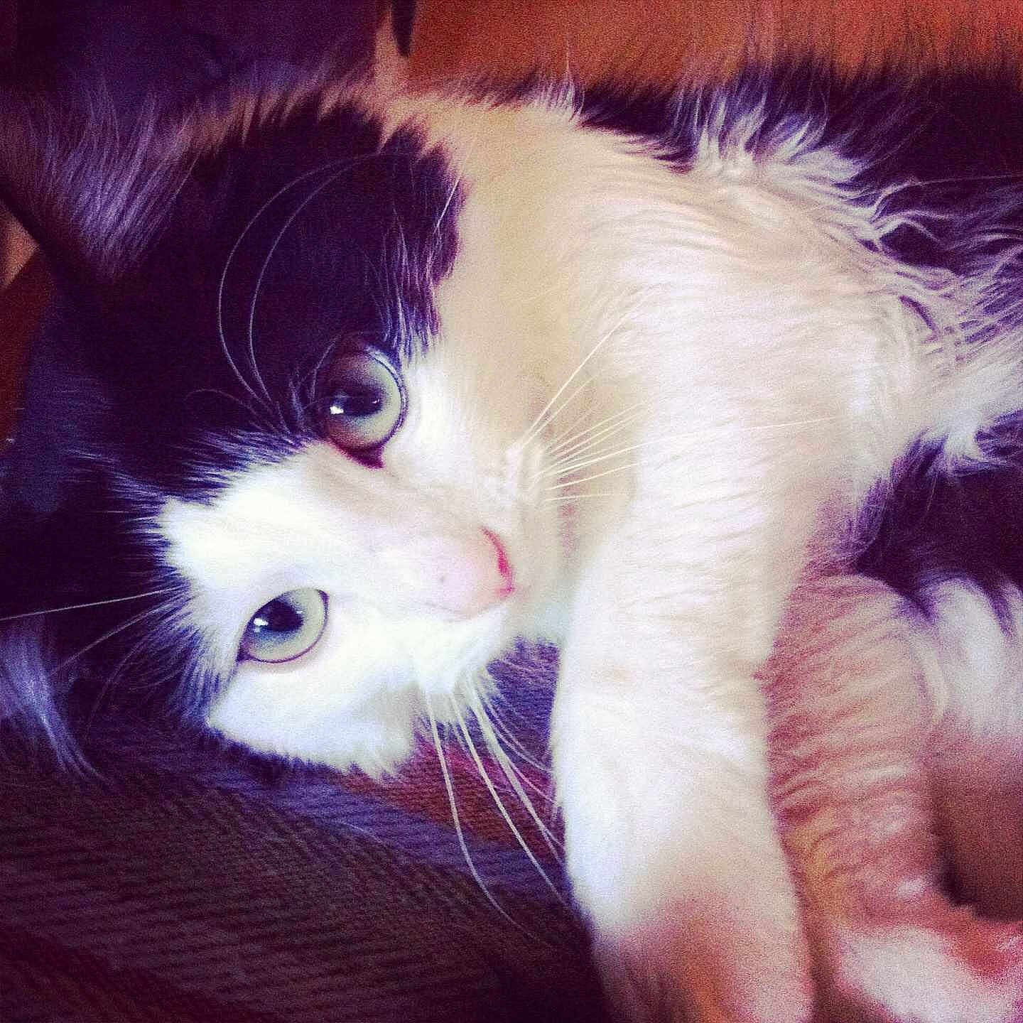 Lulu