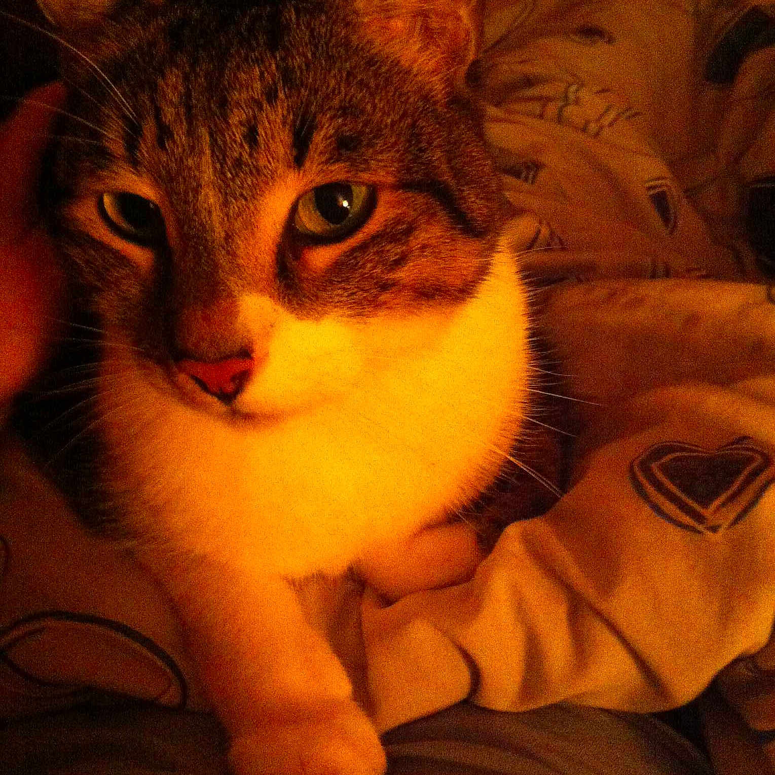 Tigrou