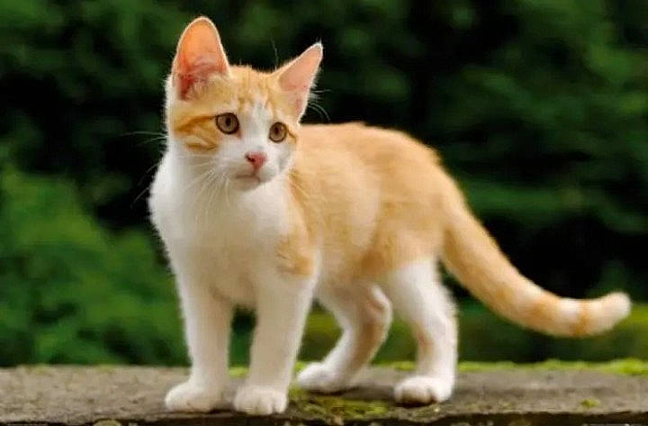 Tigrou participe au concours pour gagner de l'argent avec cette photo : carnivore, cat, domestic_short_haired_cat, fawn, felidae, fur, grass, paw, sitting, small_to_medium_sized_cats, snout, tail, terrestrial_animal, tree, whiskers, wildlife, wood